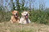 GOLDEN RETRIEVER 265